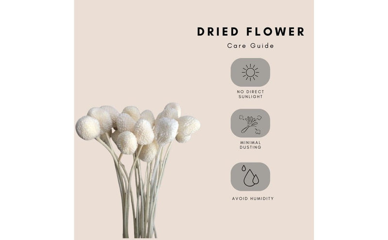 Dried Billy Balls-White | Verified Sustainable Decor & Artefacts on Brown Living™