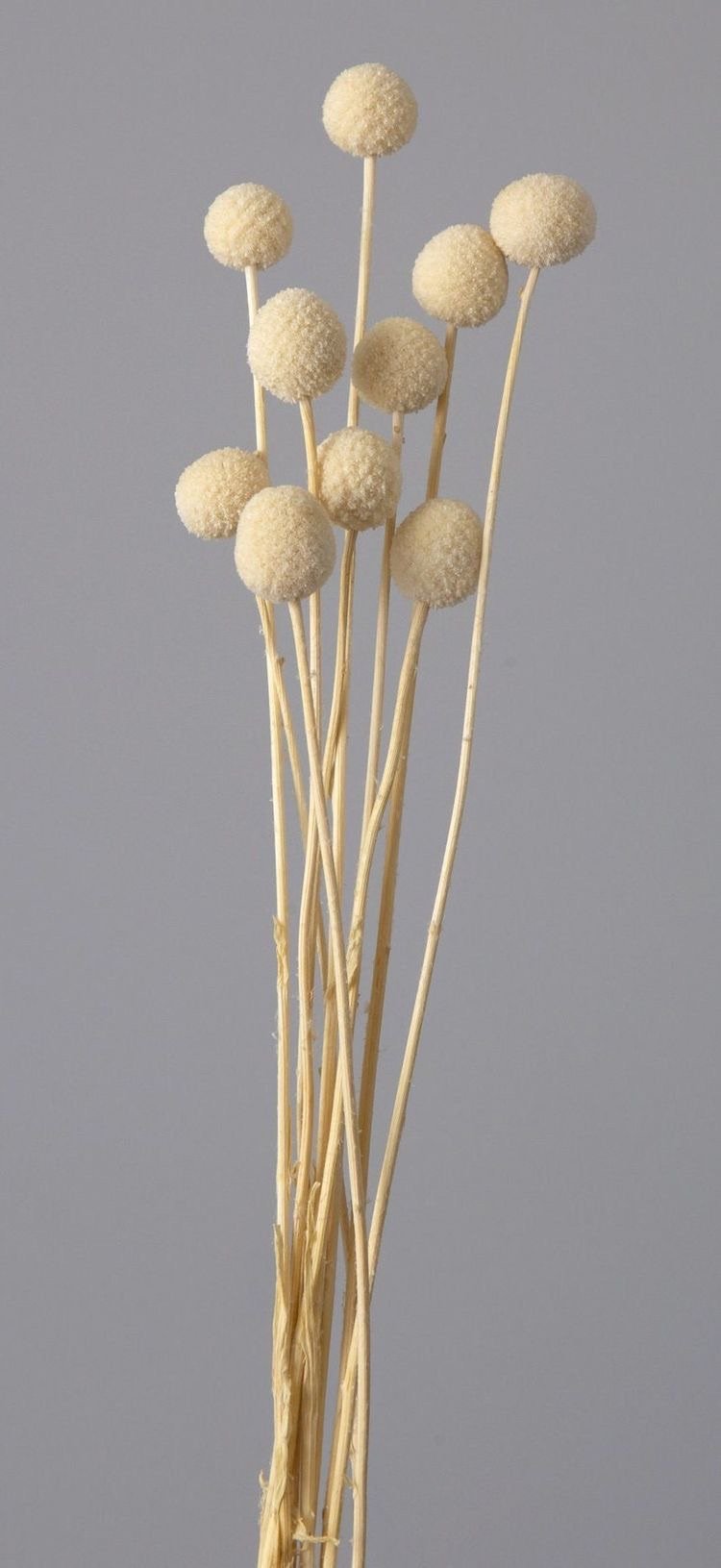 Dried Billy Balls-White | Verified Sustainable Decor & Artefacts on Brown Living™