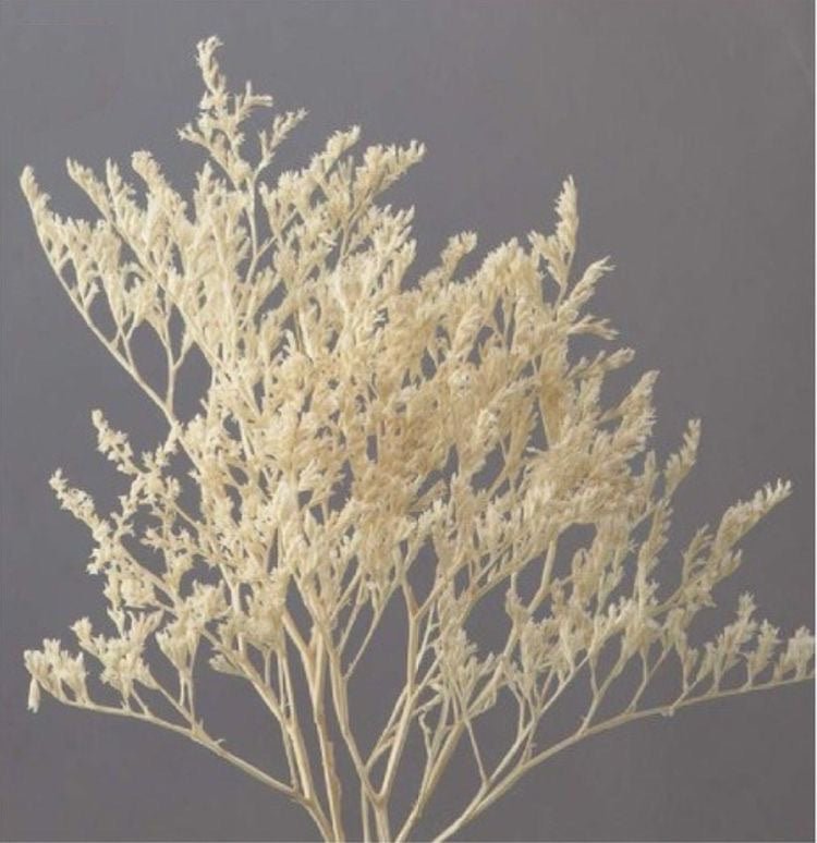 Dried Limonium White | Verified Sustainable Decor & Artefacts on Brown Living™