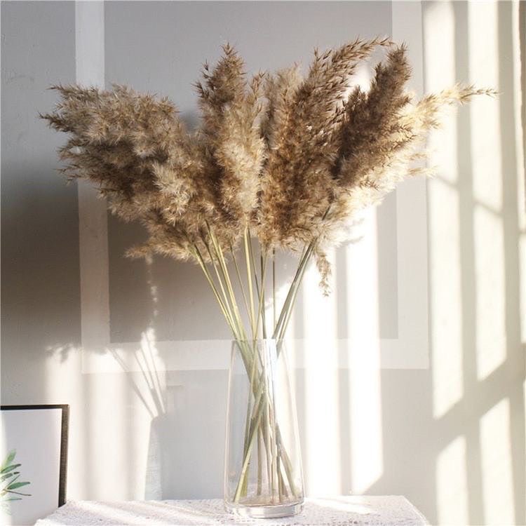 Dried Pampas XL-Brown | Verified Sustainable Decor & Artefacts on Brown Living™