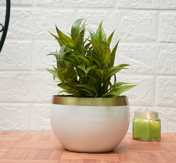 Small Pot for Indoor Plants - White Golden (Pack of 2) | Verified Sustainable Pots & Planters on Brown Living™