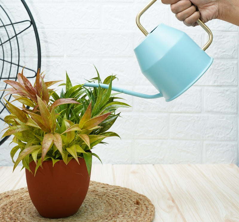 Watering Can For Plants | Terrace Garden Accessories - Sky Blue (0.9 Lt) | Verified Sustainable Watering Cans on Brown Living™