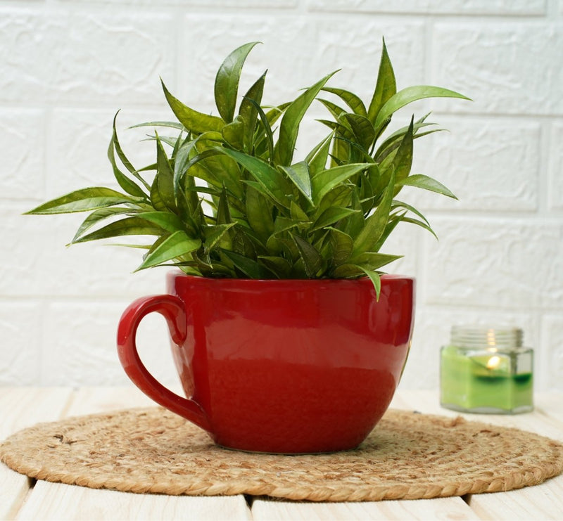 Buy Ceramic pots for Plants | Cup Shape (Red Plain) | Shop Verified Sustainable Pots & Planters on Brown Living™