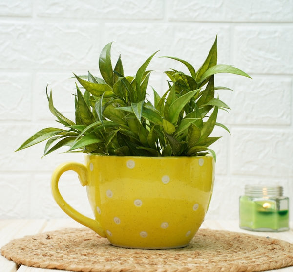 Buy Ceramic pots for Plants Cup Shape (Yellow Polka) | Shop Verified Sustainable Pots & Planters on Brown Living™