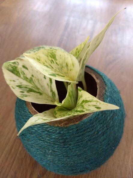 Buy Coconut Shell Planter woven with Jute thread | Shop Verified Sustainable Pots & Planters on Brown Living™