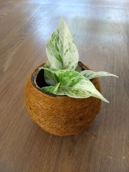 Buy Coconut Shell Planter woven with Jute thread | Shop Verified Sustainable Pots & Planters on Brown Living™