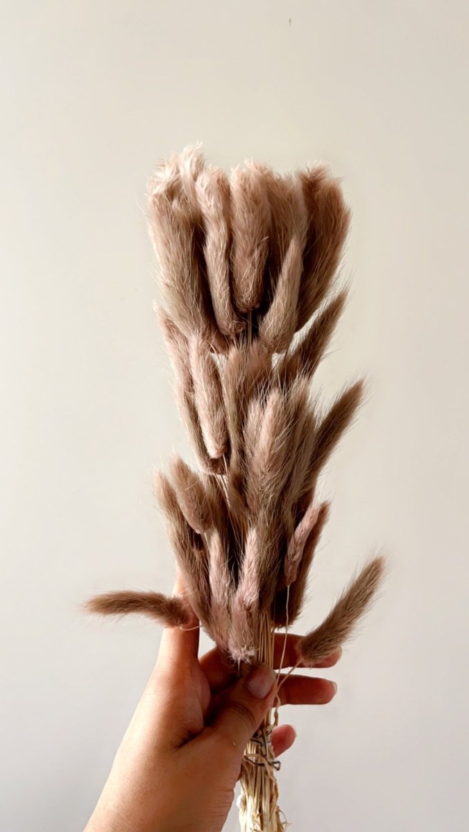 Buy Dried Bunny Tails-Brown | Shop Verified Sustainable Products on Brown Living