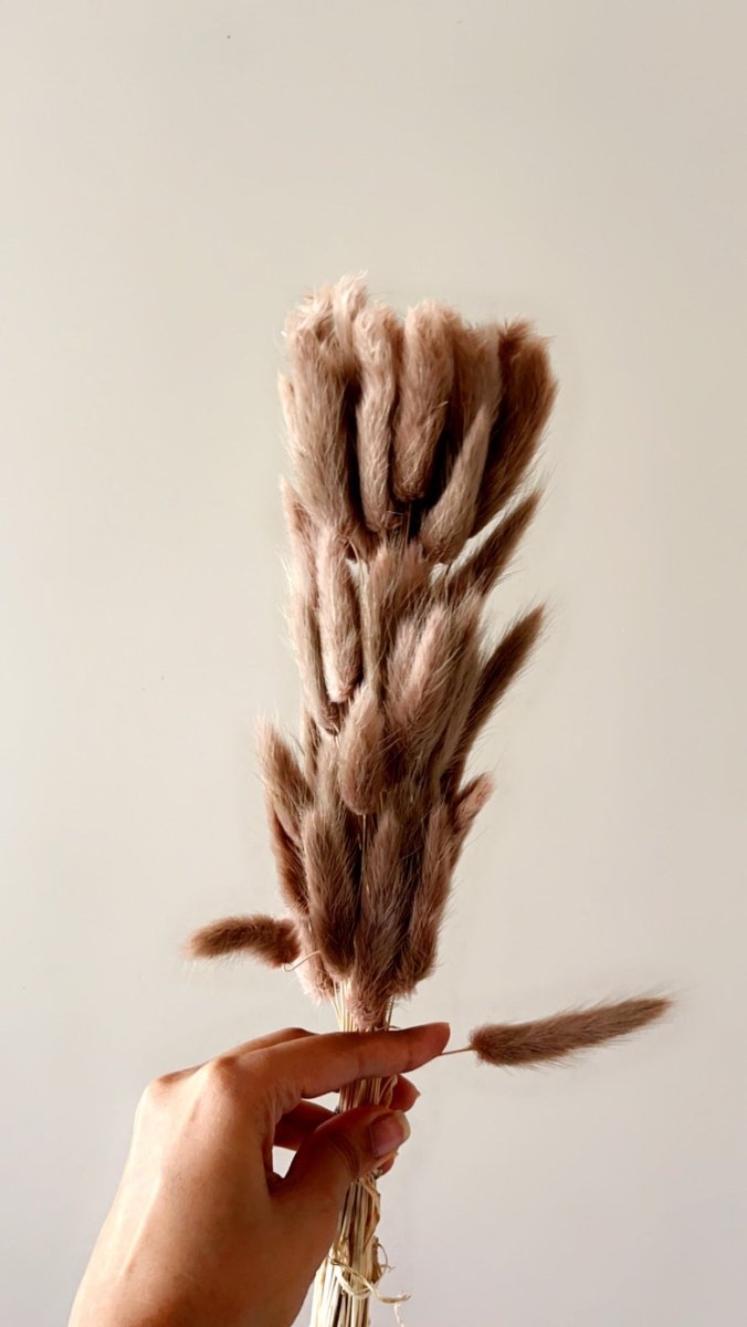 Buy Dried Bunny Tails-Brown | Shop Verified Sustainable Products on Brown Living