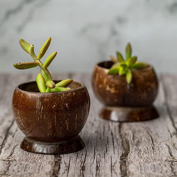 Buy Eco-Friendly & 100% Natural Coconut Bowls (Medium, set of 2) | Shop Verified Sustainable Plates & Bowls on Brown Living™