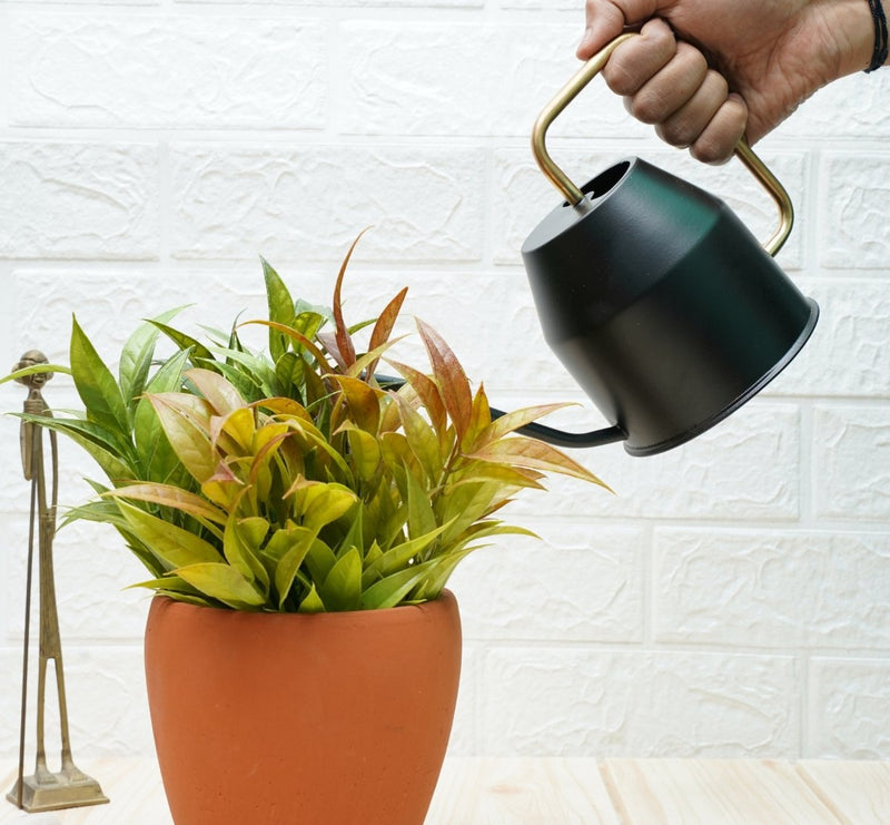 Buy Gold Dust Watering Can For Plants, Gardening Tools For Watering, Terrace Garden Accessories (Black (0.9 Lt)) | Shop Verified Sustainable Watering Can on Brown Living™