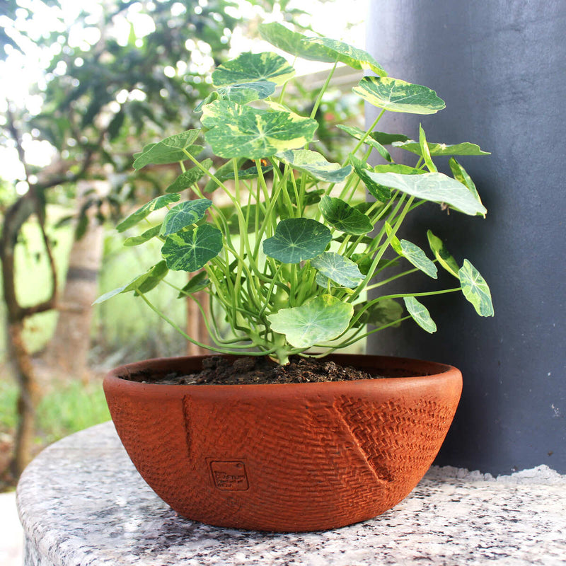 Buy Shallow Jute Textured Terracotta Planter- Set of 2 | Shop Verified Sustainable Pots & Planters on Brown Living™