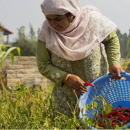 Buy Single Origin Kashmiri Chilli Powder ( Pack of 2) | Shop Verified Sustainable Seasonings & Spices on Brown Living™