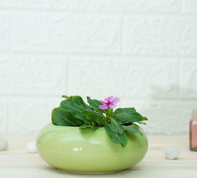 Buy Small Ceramic Pots for Desk | Green and Black | Shop Verified Sustainable Pots & Planters on Brown Living™